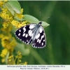 melanargia galathea schemakha male4